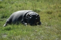 Baby hippo sleeping 2 